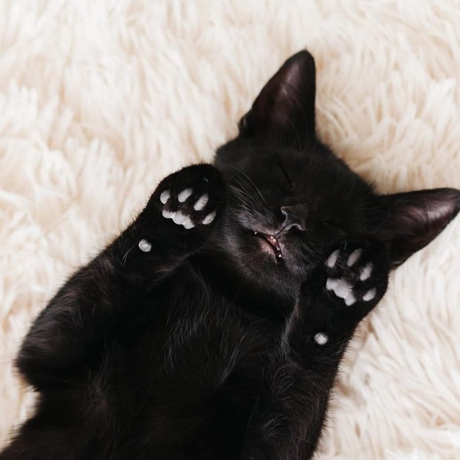 Черный котенок спит