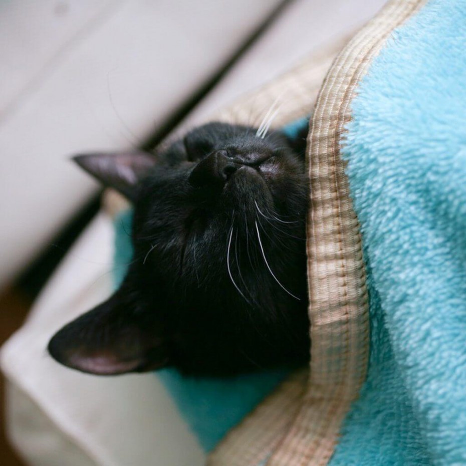 Черная кошка спит