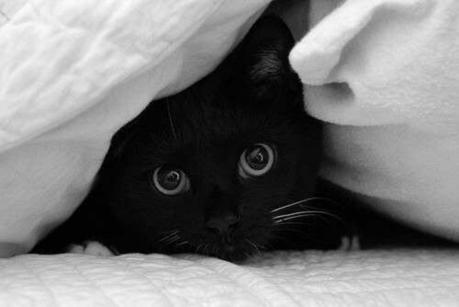 Черная кошка спит фото