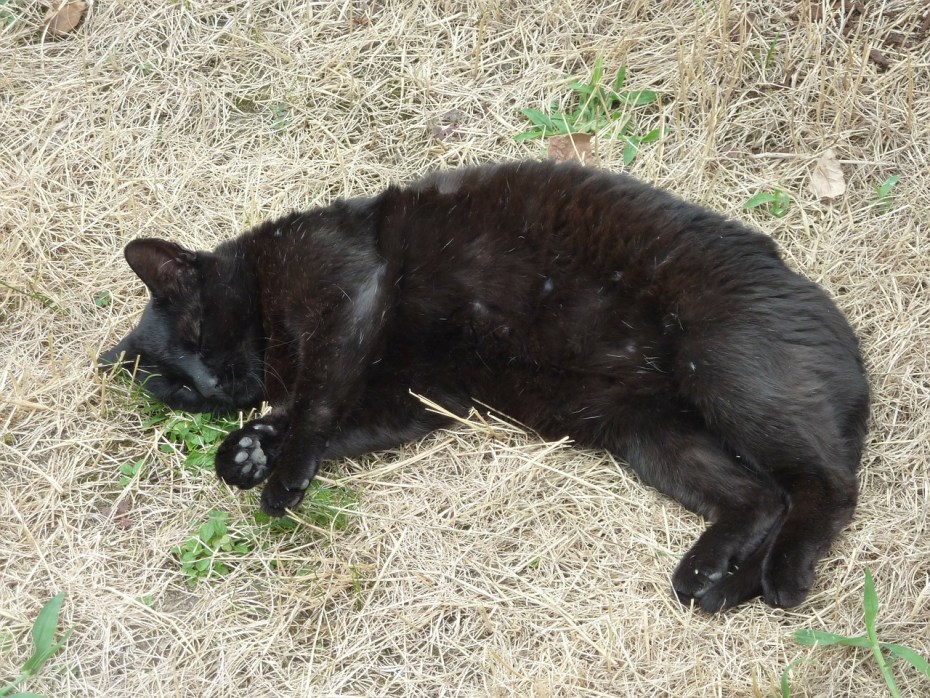 Котенок черно-белый