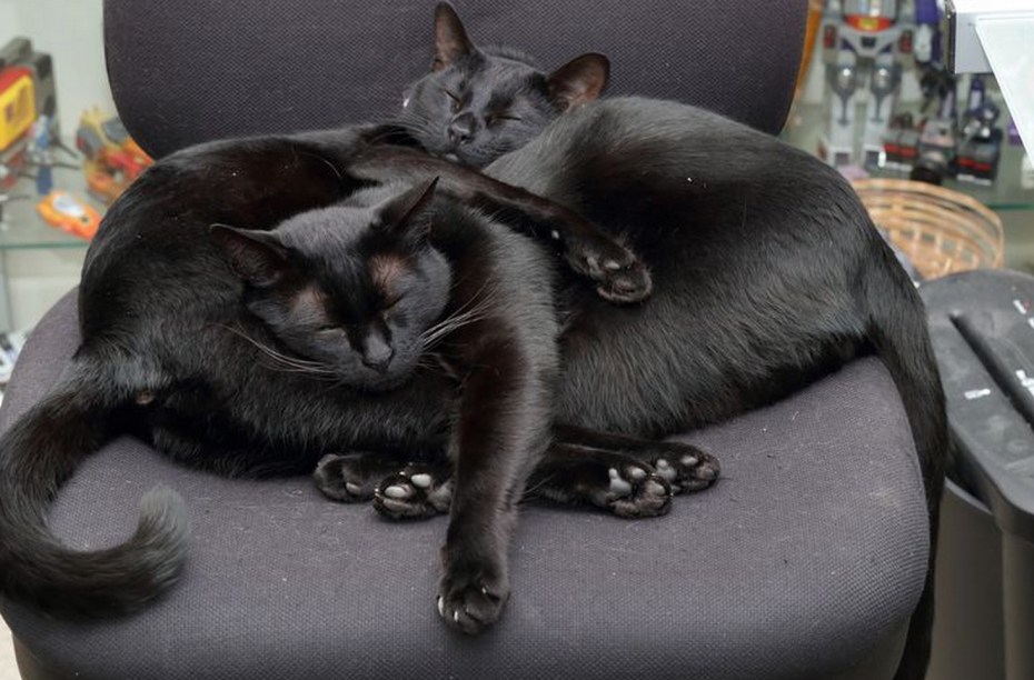 Черный котик на кровати