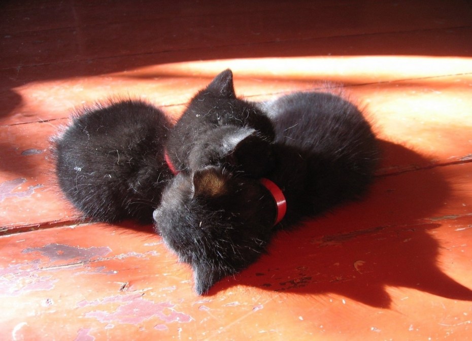 Спящие черные котята