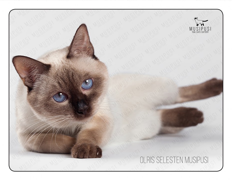 Тайская Королевская кошка