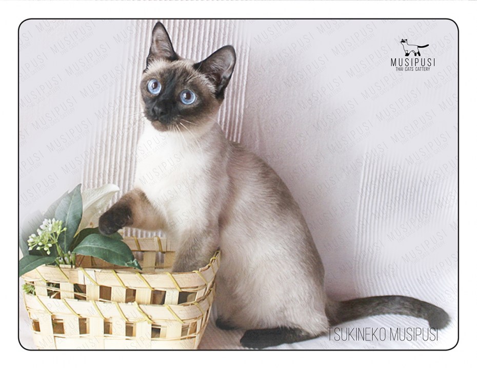 Сиамский кот коричневый