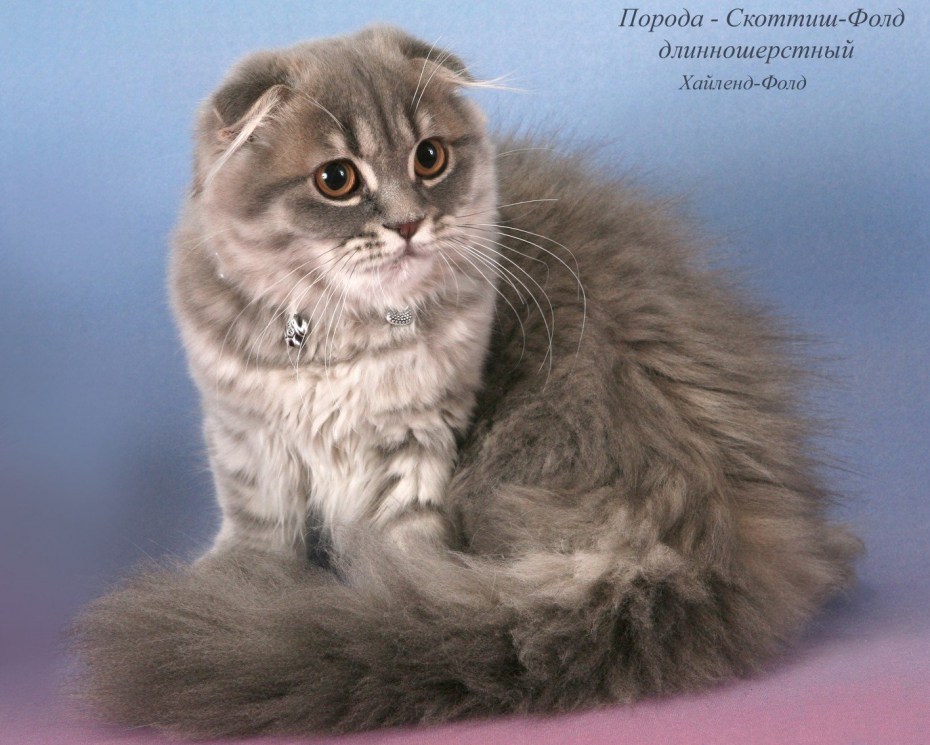 Скоттиш фолд длинношерстный