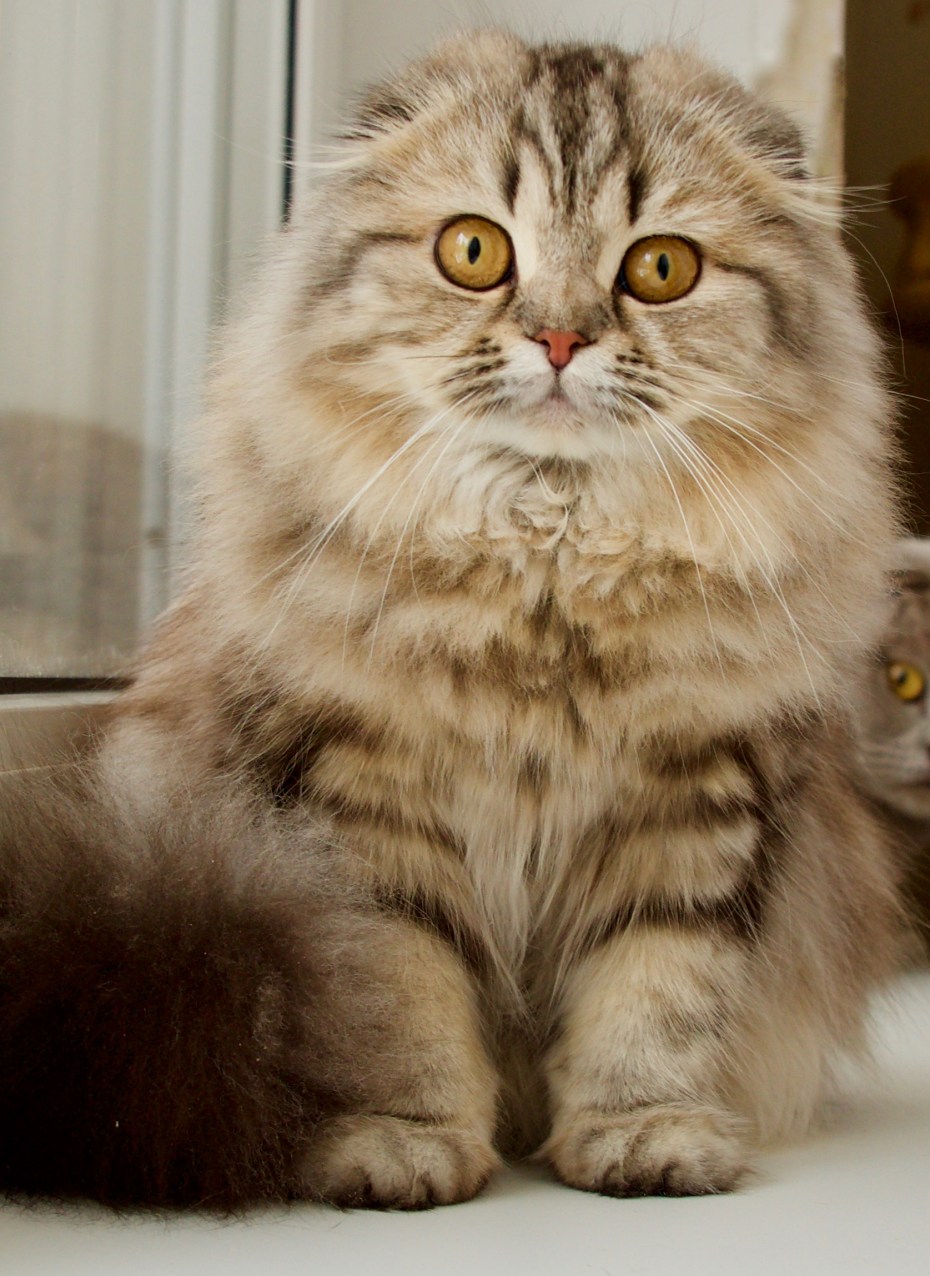 Скоттиш фолд длинношерстный