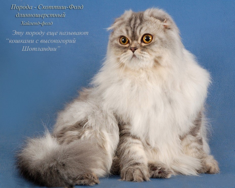 Хайленд фолд шиншилла