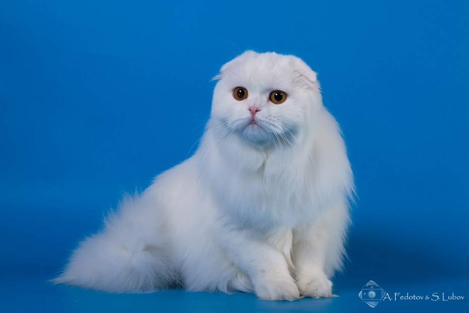 Кошка хайленд фолд вислоухая