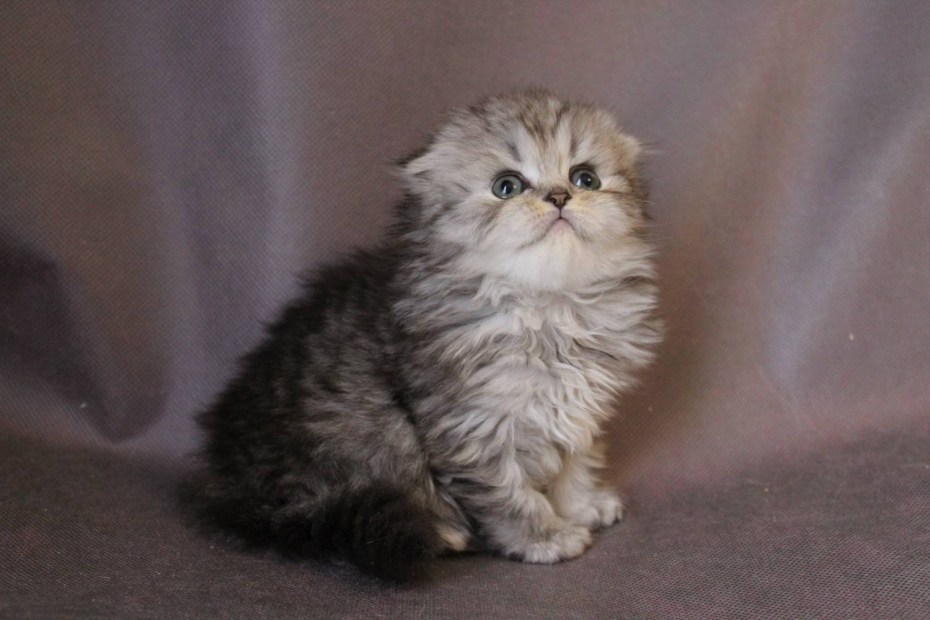 Шотландский вислоухий длинношерстный котенок