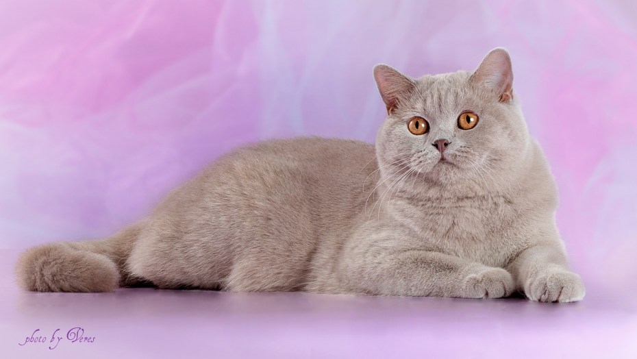 Лиловый британец кот
