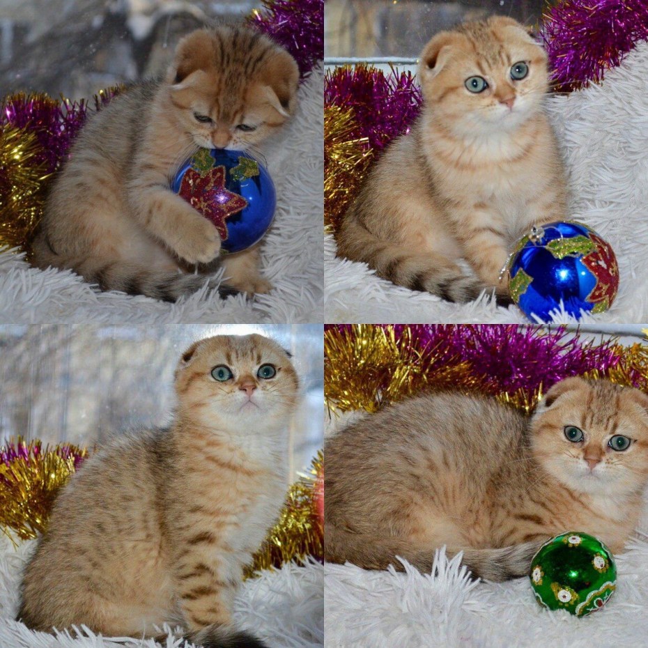 Шотландский кот окрас ny25