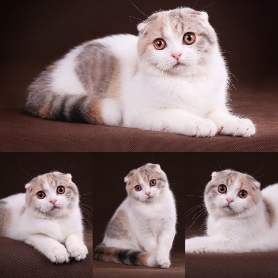 Скоттиш фолд окрасы