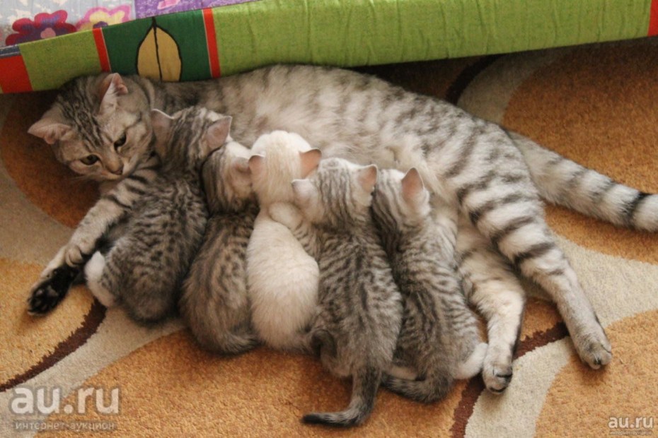 Шотландские котята вискас