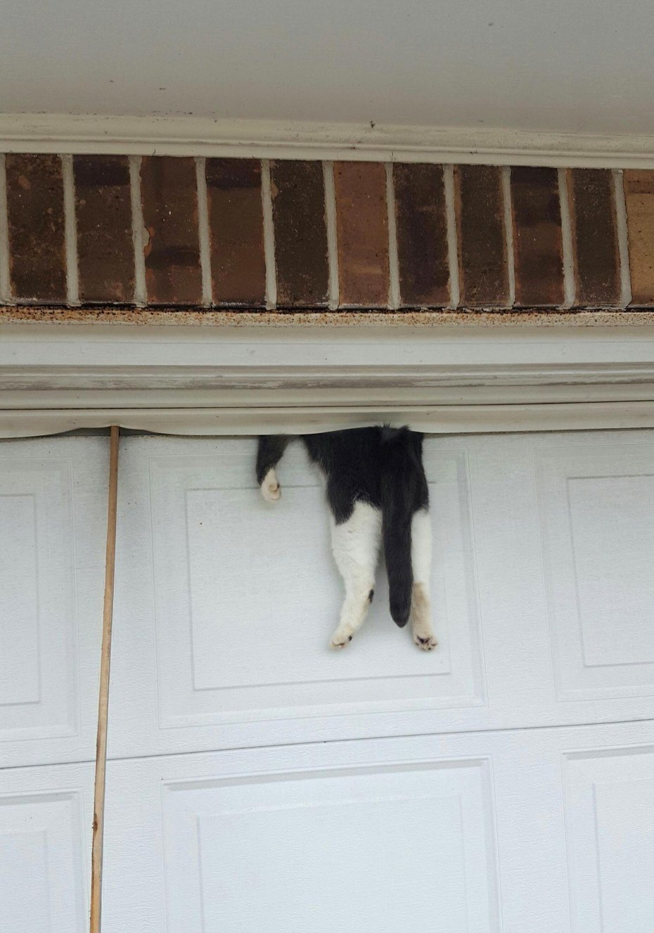 Кот лезет в дверь