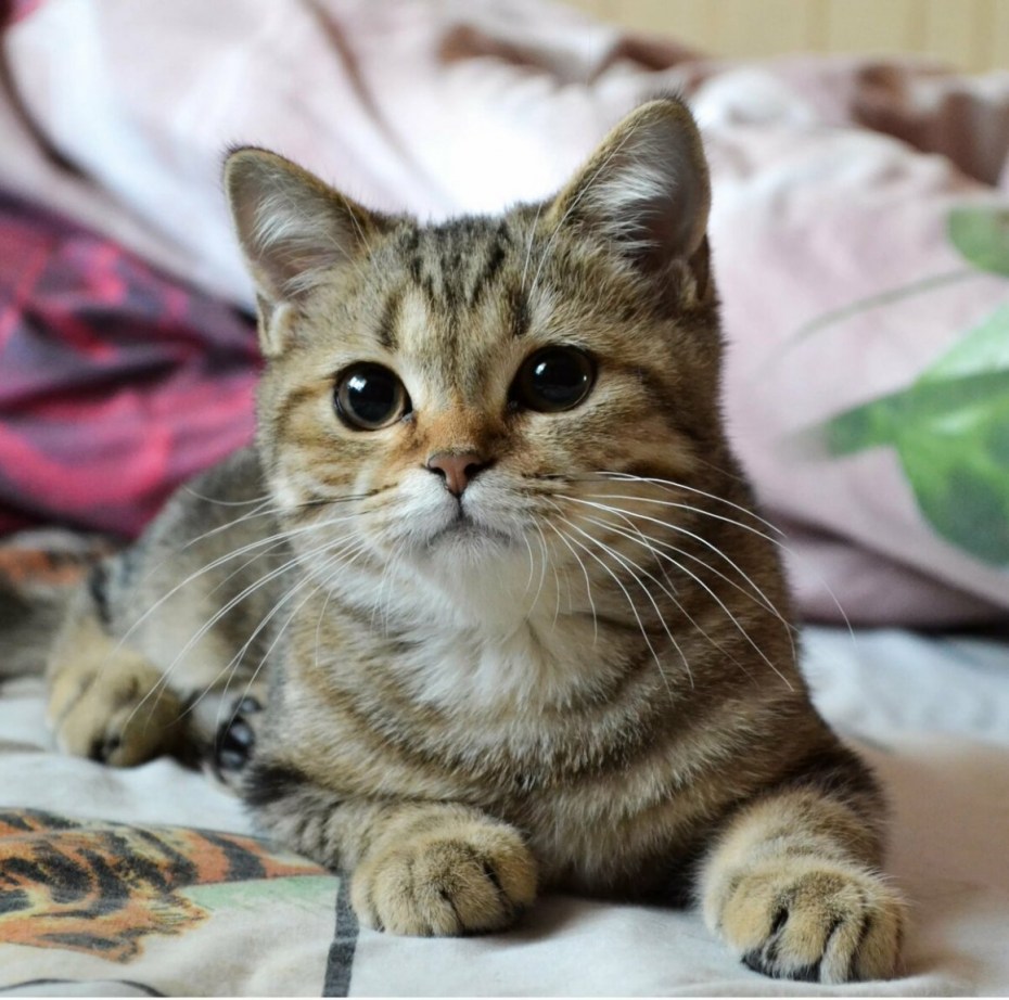 Скоттиш страйт окрасы