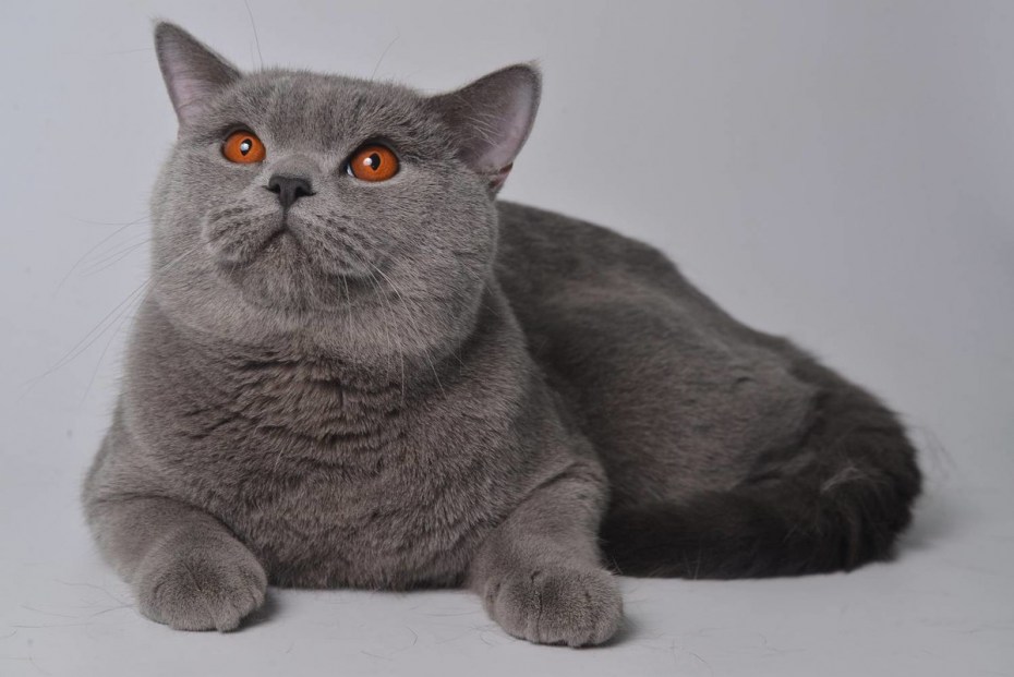 Шотландский скоттиш страйт