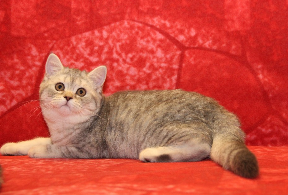 Шотландский скоттиш страйт