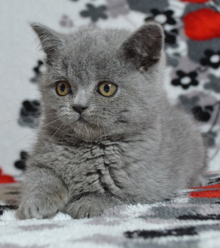 Шотландская кошка страйт