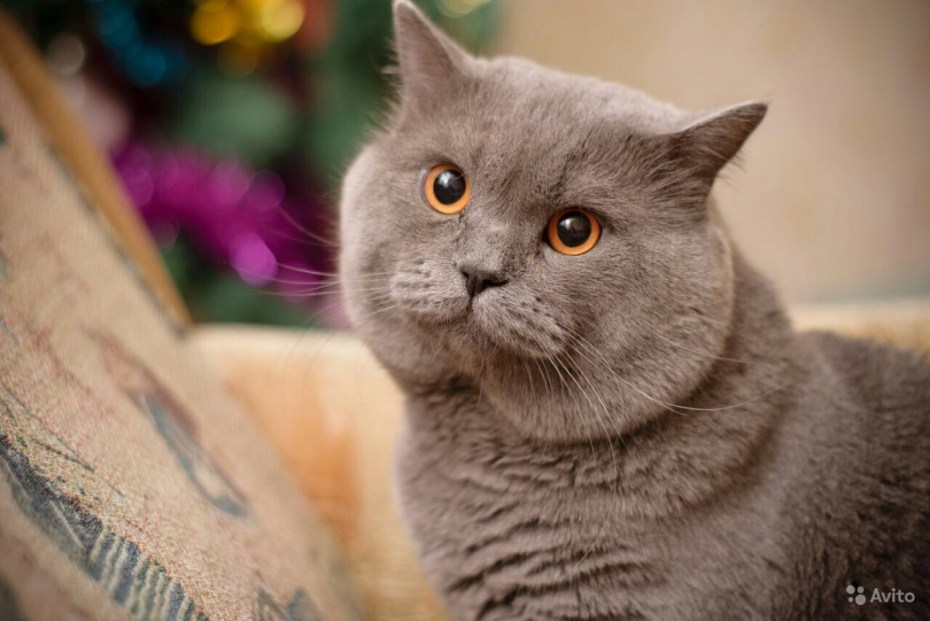Шотландская прямоухая короткошерстная