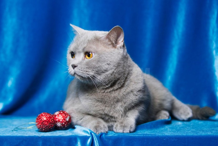 Шотландская прямоухая котенок