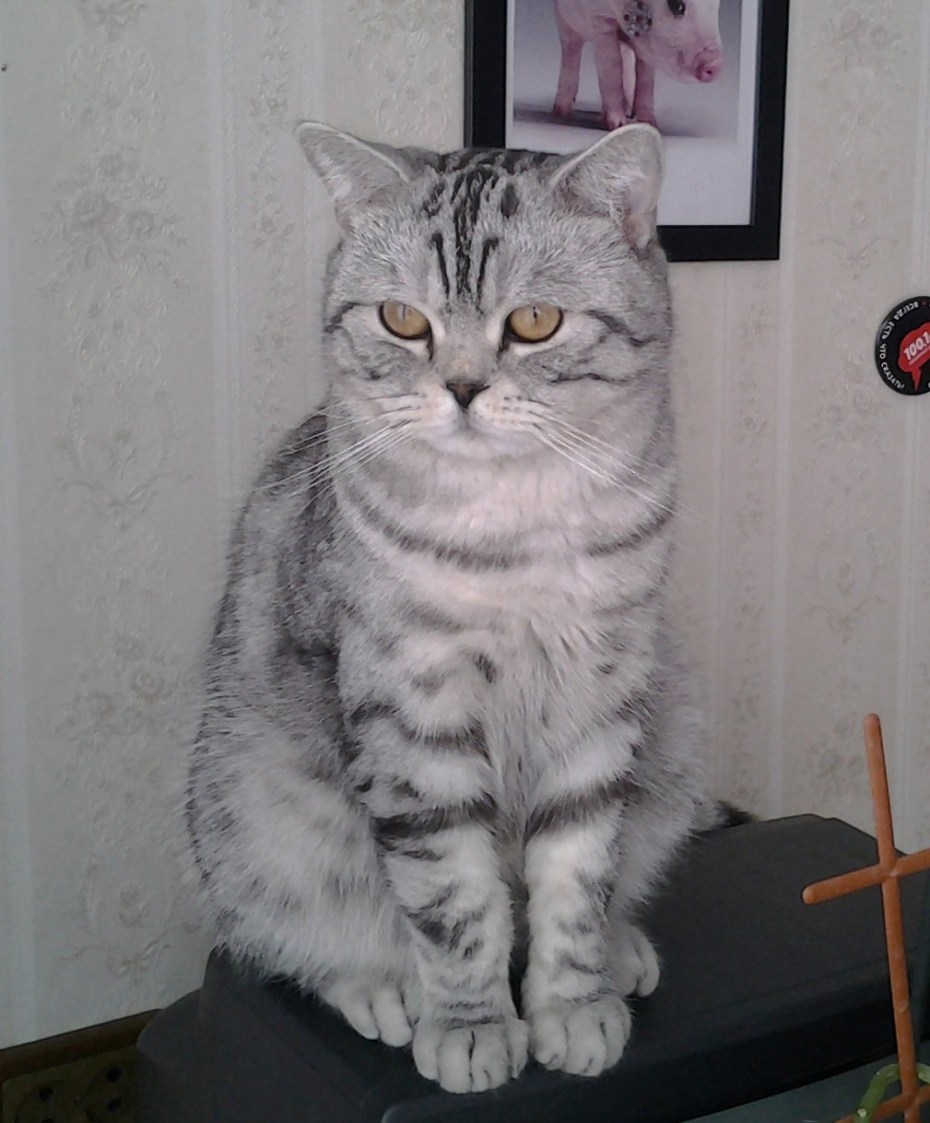 Шотландская скоттиш страйт n11