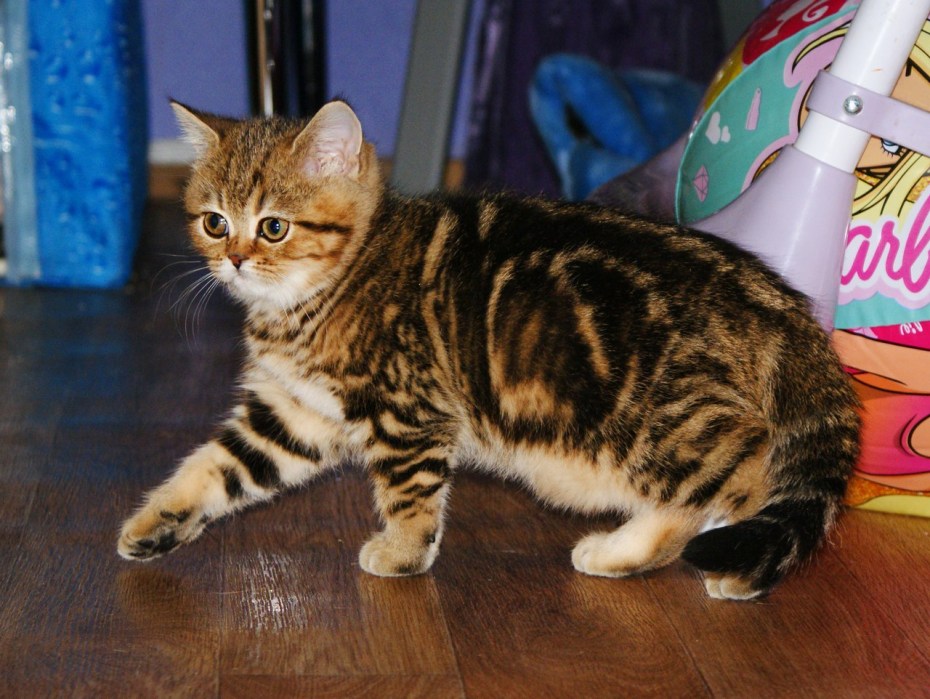 Шотландская кошка прямоухая серая