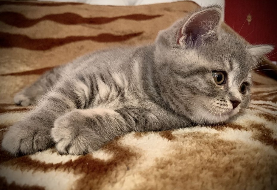 Скоттиш-страйт Шотландская прямоухая