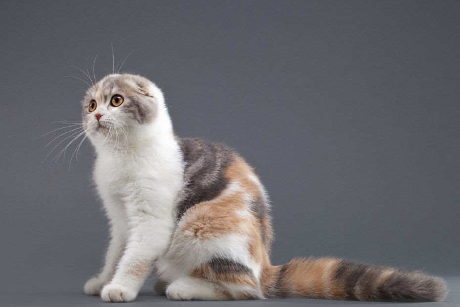 Шотландская вислоухая кошка мраморный табби