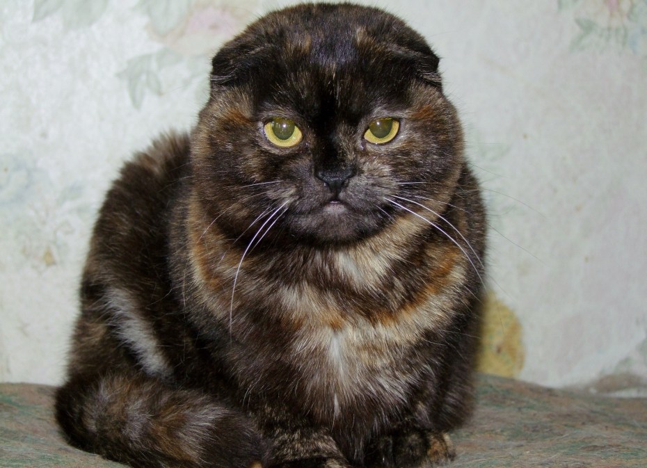 Шотландская вислоухая кошка черепаховая