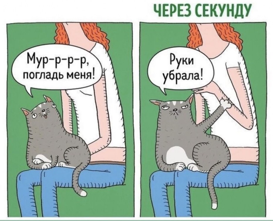 Руки убрал кот