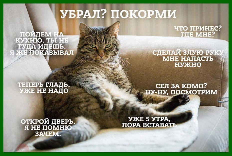 Высокомерный кот