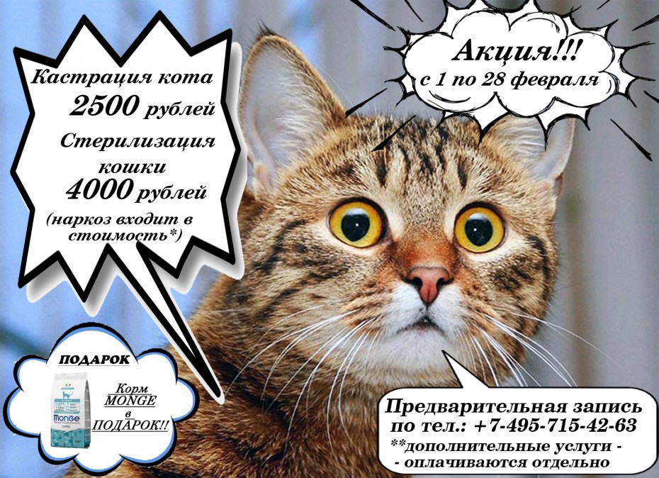 Кастрация котов акция