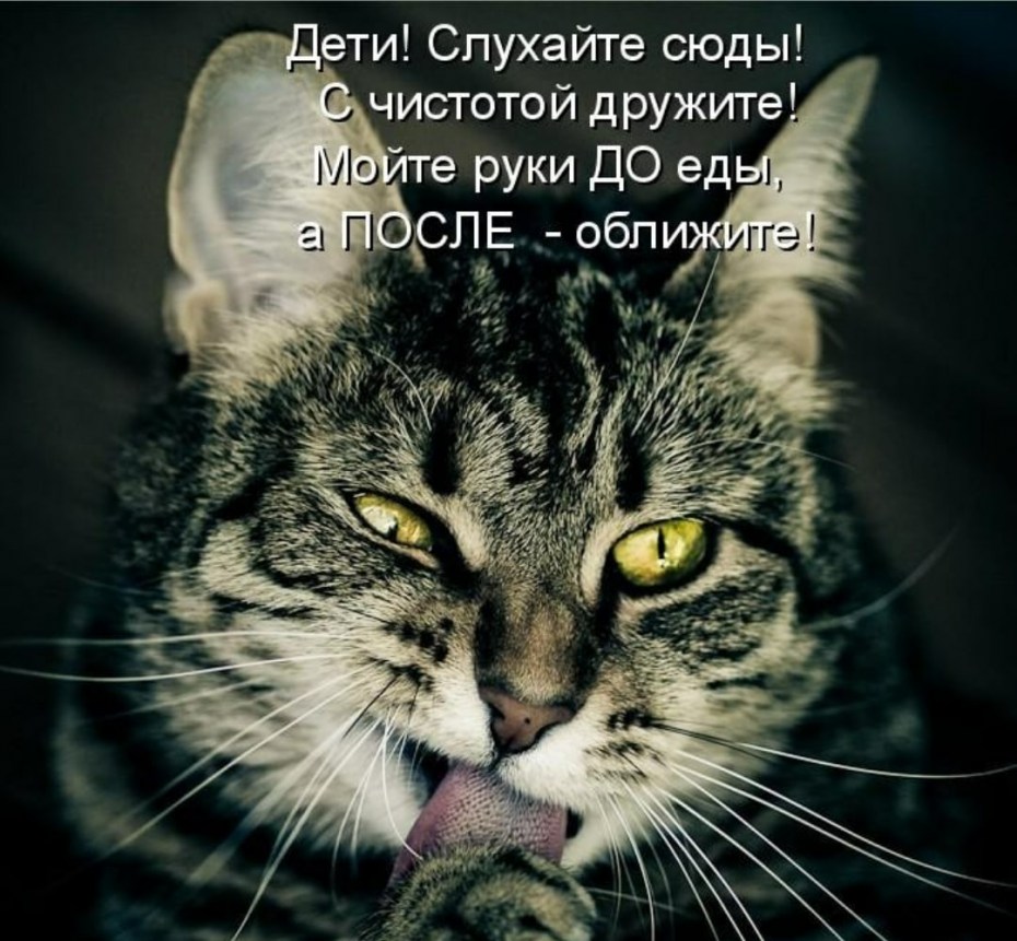 Коты со словами