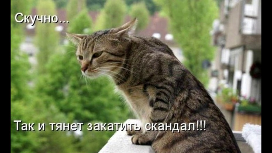 Котики приколы с надписями