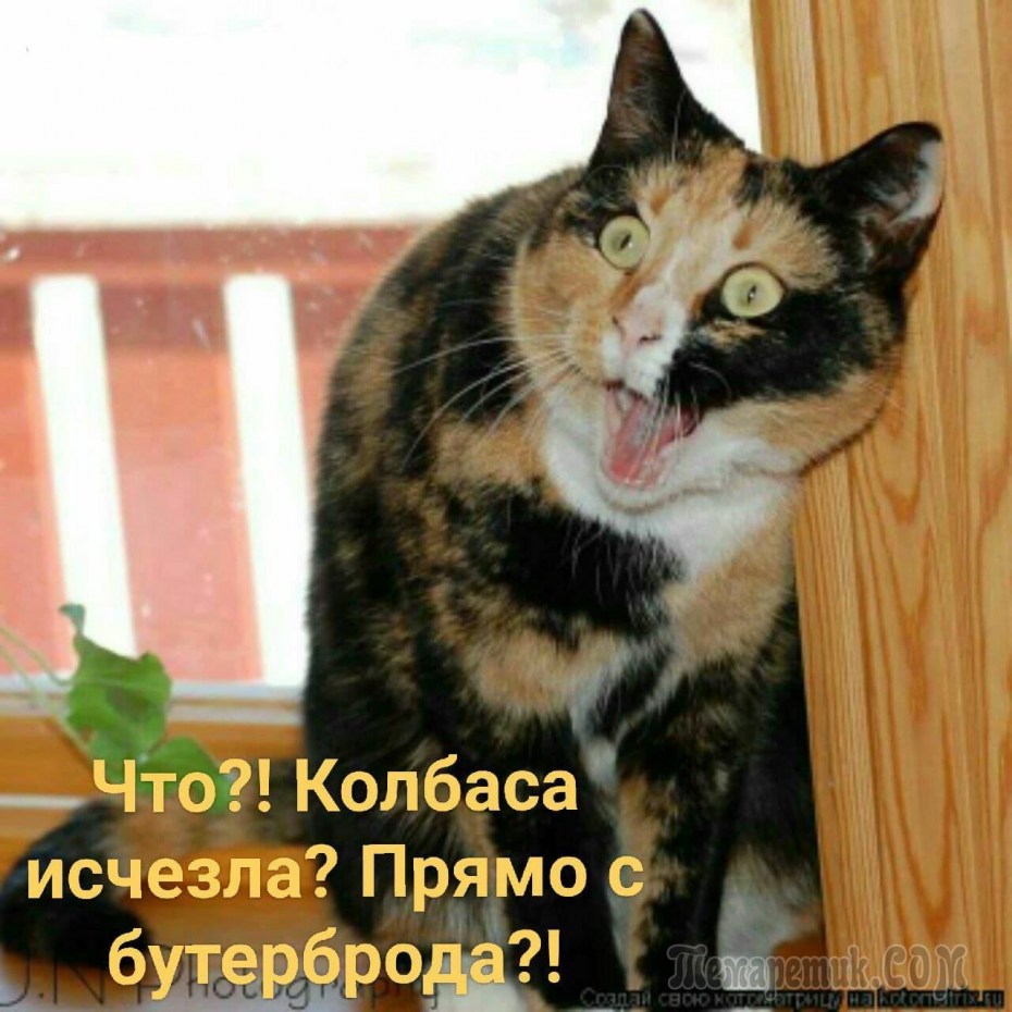 Ешкин кот