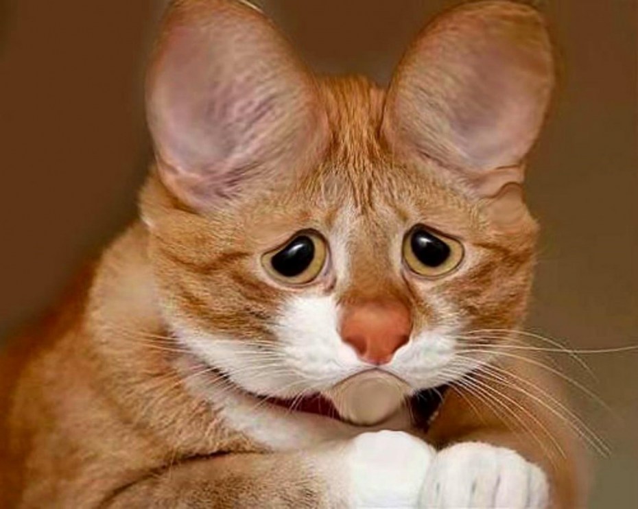 Удивленный рыжий кот