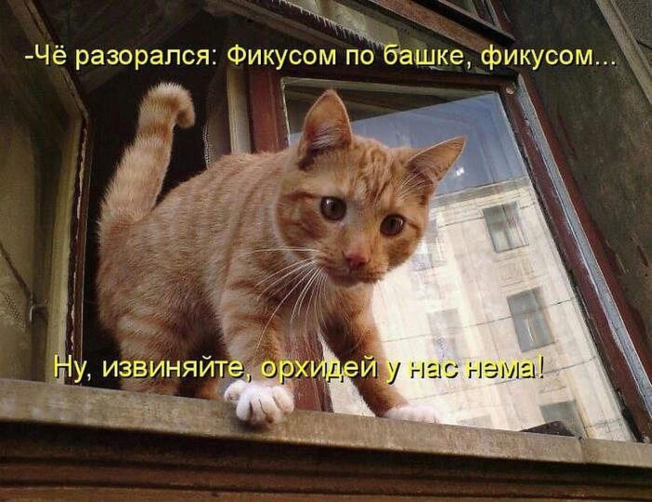 Юмор про котов