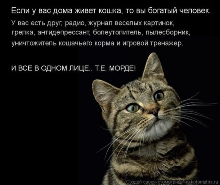 Котики цитаты