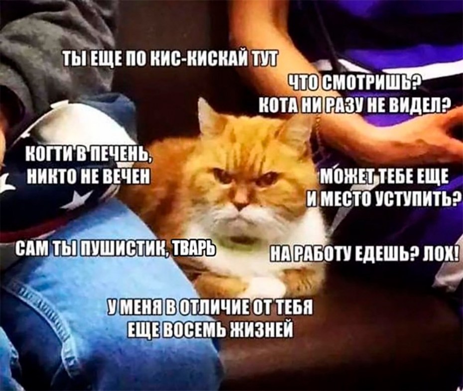 Когти в печень никто не вечен кот