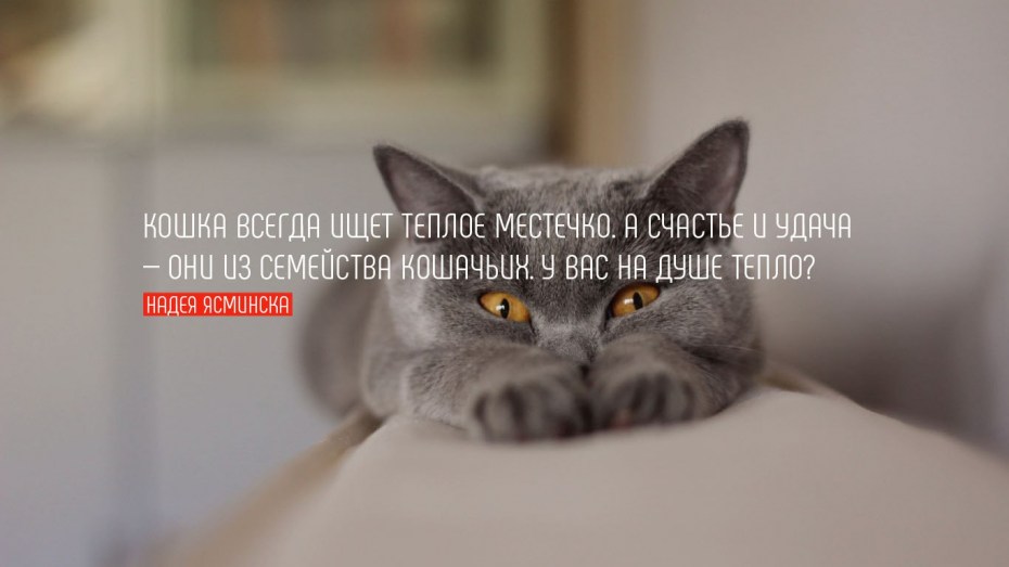 Фразы про кошек