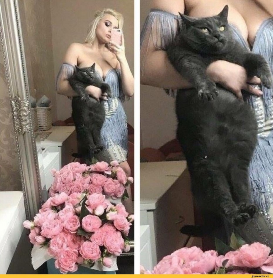 Наташа и коты мемы