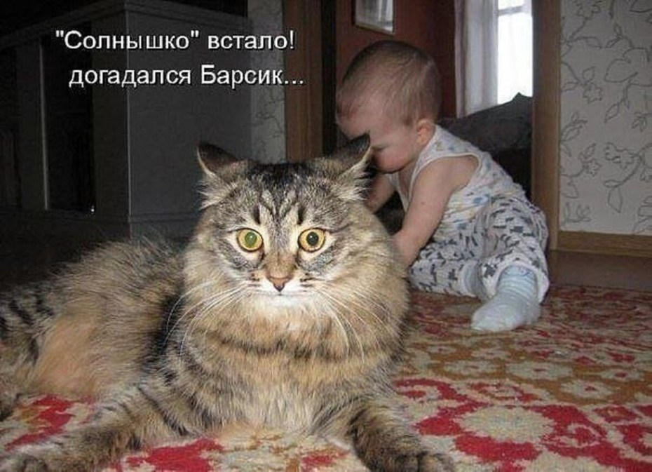 Кот притих