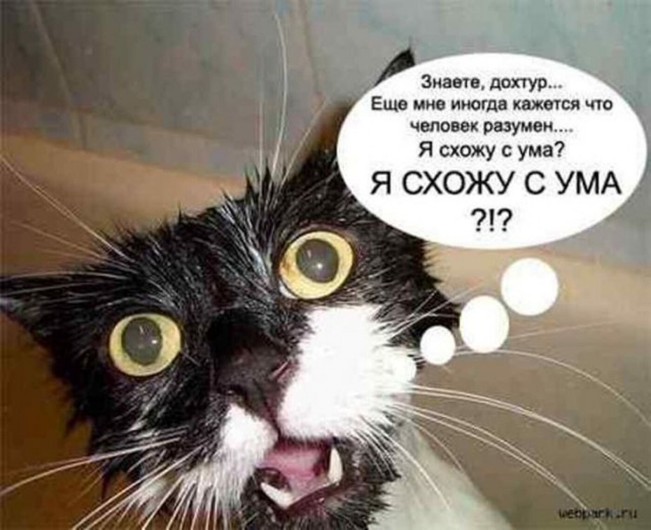 Кот сошел с ума