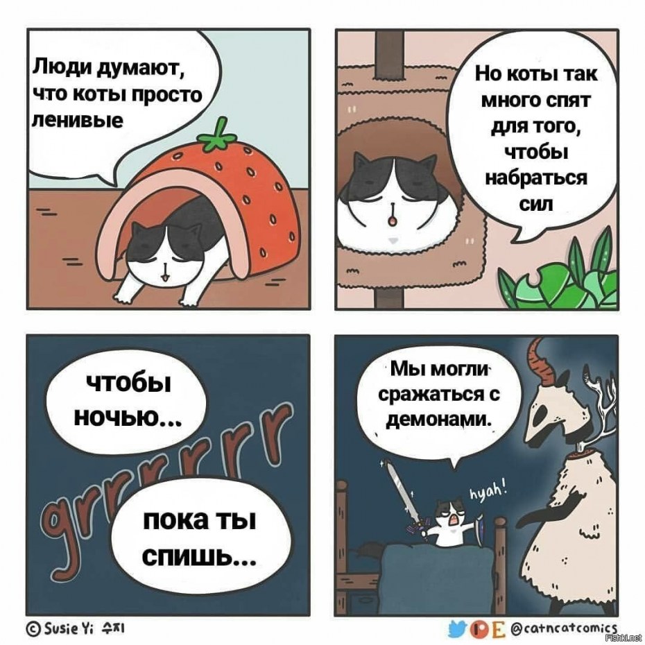 О чем думает кот