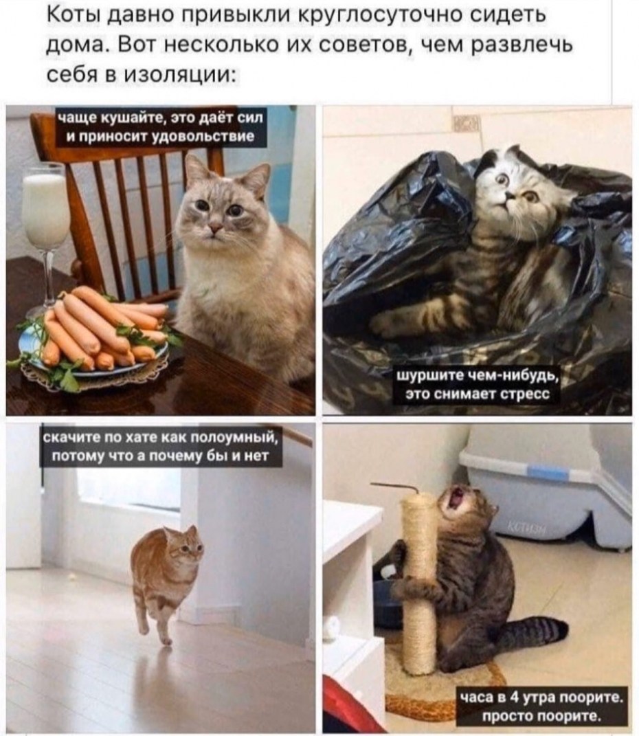 Мемы про домашних котов