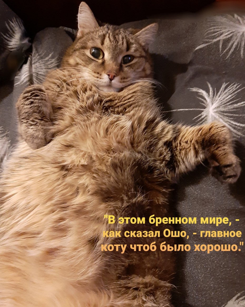 Смешные мысли кота
