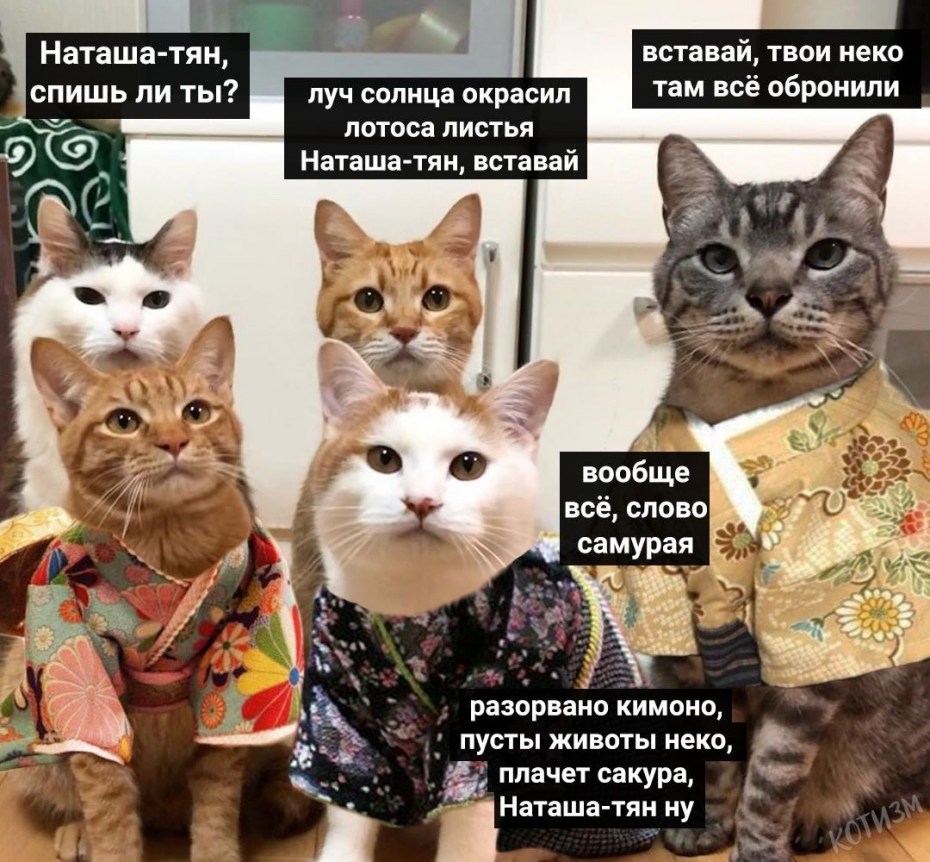 Наташа вставай коты