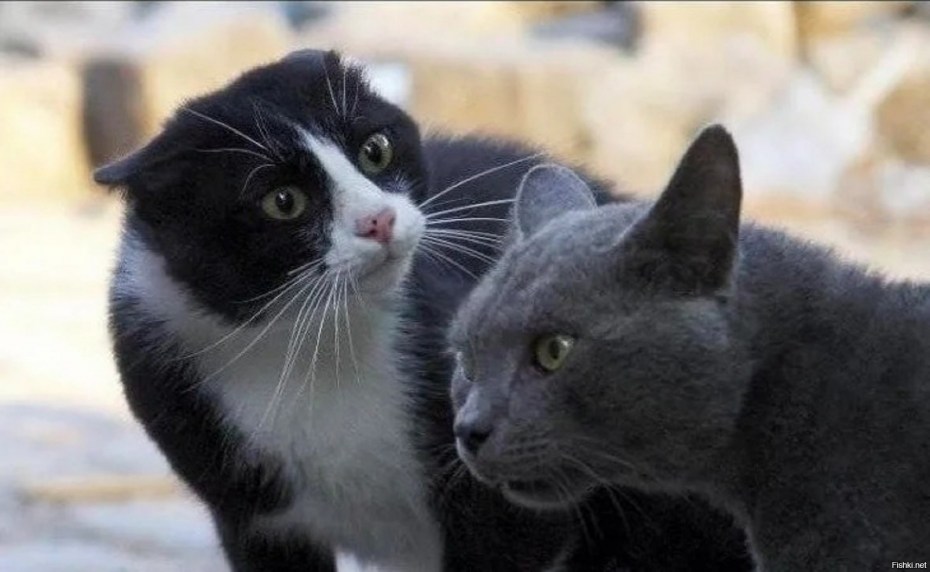 Коты лучше людей