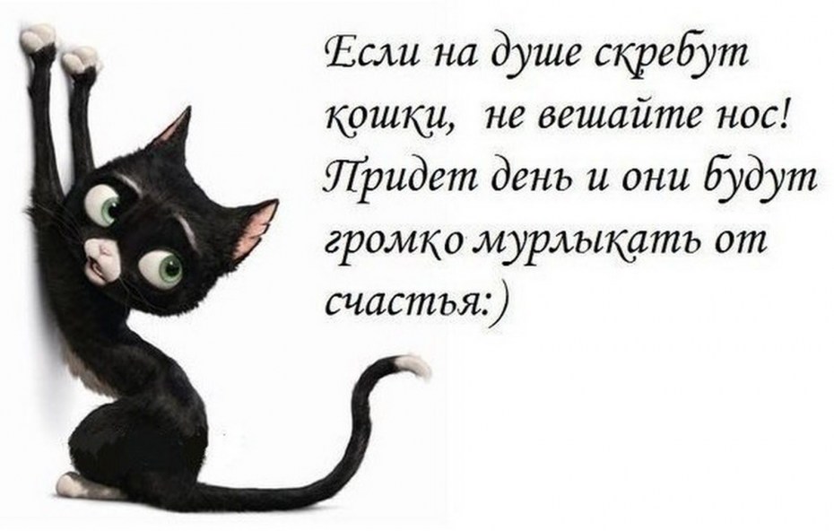 Смешные стихи про кошкк