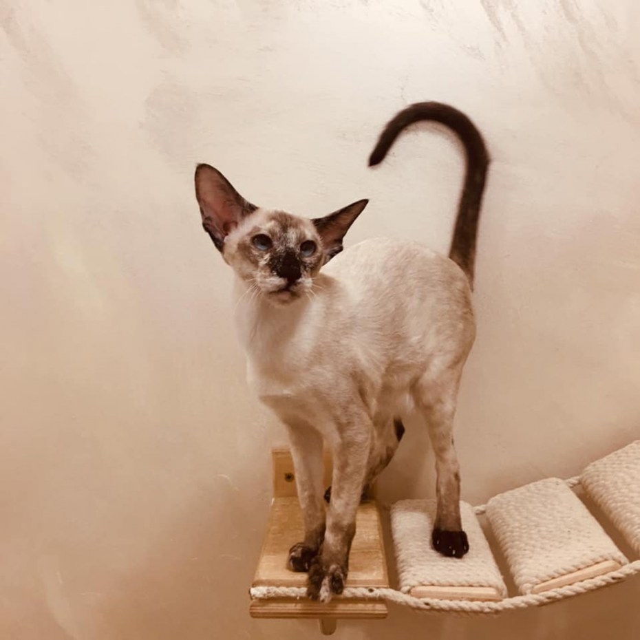 Сейшельская кошка
